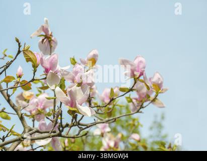 Die rosafarbene Magnolienblume ist zwischen den Zweigen des Baumes geöffnet. Aus dem Himmel an einem sonnigen Frühlingstag. Frühling, Jahreszeiten, Jahreszeit Stockfoto