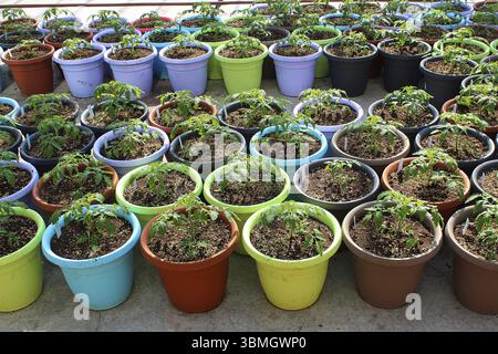 Verschiedene farbige Töpfe von Tomaten Setzlinge auf ein Gewächshaus Boden Stockfoto