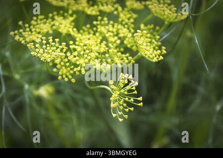 Makro-ansicht dill Unkraut, Blumen wachsen auf dolden Stockfoto
