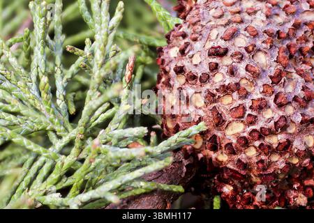 Großaufnahme von Wacholder Hawthorn Rust auf Cedar Stockfoto