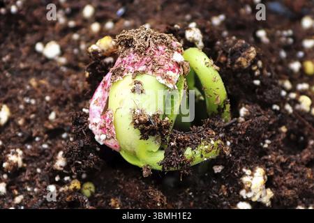 Nahaufnahme einer Bean sprout Risse aus seinem Samen Stockfoto