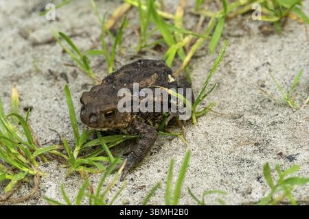 Nahaufnahme einer Kröte (Bufo bufo), die auf Sand in der Nähe von grünem Gras kriecht Stockfoto