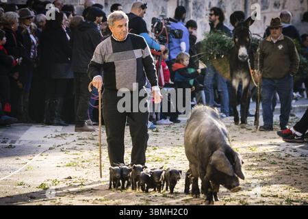Segen der Tiere am Tag des Heiligen Antonius, Beneides de Sant Antoni, Muro, Mallorca, Balearen, Spanien, Europa Stockfoto