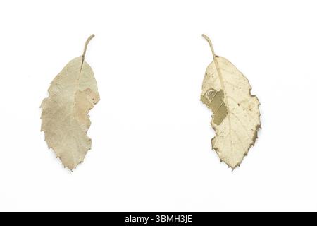 Herbstliches trockenes Blatt auf weißem isoliertem Hintergrund. Vorder- und Rückansicht Stockfoto