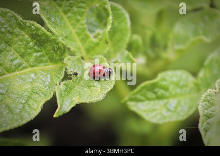 Makroansicht der kolorado-Käferlarve auf Kartoffelblättern Stockfoto