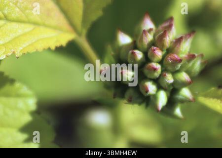 Makro von ninebark Blumen mit grünen Blättern Stockfoto