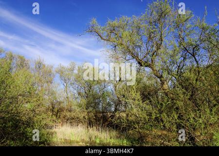 Taray, tamarix canariensis, parque nacional Tablas de Daimiel, Ciudad Real, Castilla-La Mancha, espana, Europa Stockfoto