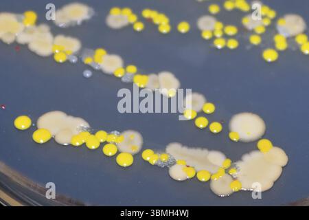Makroansicht von Bakterien und Bäckerhefekolonien Stockfoto
