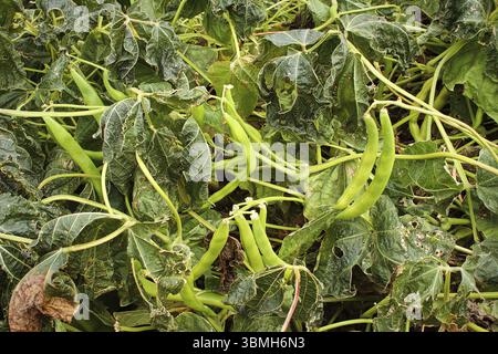 Nahaufnahme von Bohne Pflanzen nach einem Frost Stockfoto