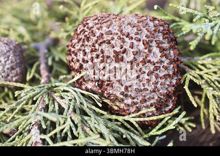 Großaufnahme von Wacholder Hawthorn Rust auf Cedar Stockfoto