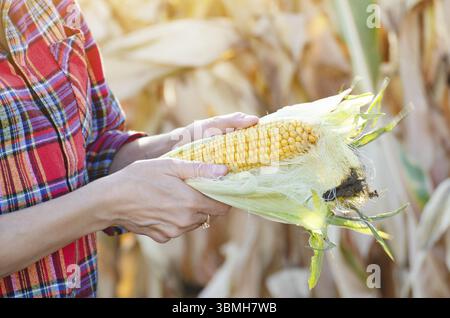 Weibliche Farmarbeiterin inspiziert Maiskolben auf dem Feld sonnigen Sommertag Nahaufnahme Ansicht Stockfoto