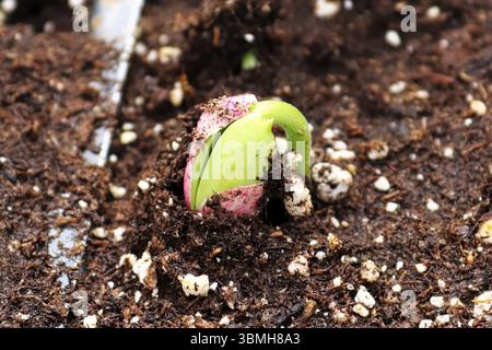 Nahaufnahme einer Bean sprout Risse aus seinem Samen Stockfoto