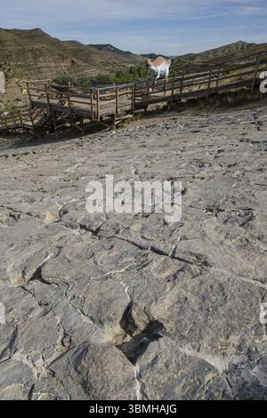 Dinosaurierspuren, Stätte der Ichniten von La Era del Peladillo, Igea, La Rioja, Spanien, Europa Stockfoto