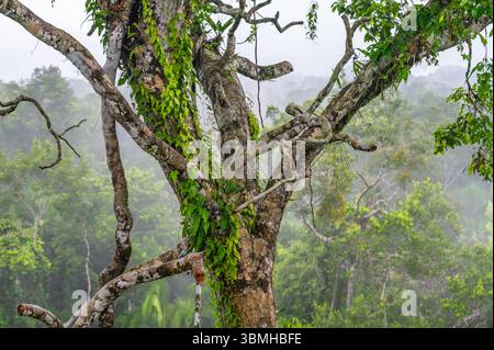 Baumstamm im Amazonas-Regenwald, Yasuni-Nationalpark, Ecuador. Stockfoto