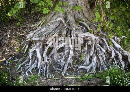 Die freiliegenden Wurzeln des Baumes zeigen komplexe Formen in einem natürlichen Wald. Die komplizierten Details der Wurzeln bilden einen schönen Kontrast zu der üppigen Umgebung Stockfoto