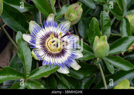 Nahaufnahme der Passiflora caerulea. Eine einheimische Pflanzenart, auch bekannt als die blaue Passionsblume, Blaukränze Passionsblume. Stockfoto