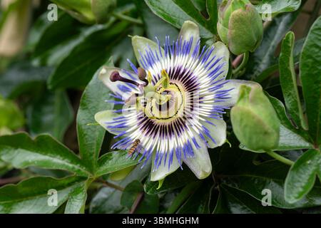 Nahaufnahme der Passiflora caerulea. Eine einheimische Pflanzenart, auch bekannt als die blaue Passionsblume, Blaukränze Passionsblume. Stockfoto