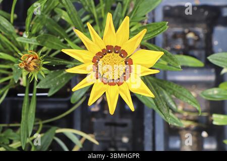 Nahaufnahme einer gelben afrikanischen Gänseblümchen-Blume Stockfoto