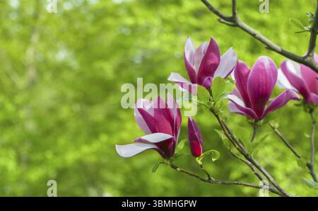 Geöffnete Blume lila Magnolie, die auf einem Baum zwischen Ästen wächst. Aus nächster Nähe auf verschwommenem Hintergrund am sonnigen Frühlingstag. Frühling, Jahreszeiten, Zeit von euch Stockfoto