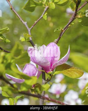 Rosa Magnolie Blume unter den Zweigen des Baumes eröffnet. Aus Close-up an einem sonnigen Frühlingstag. Frühling, Jahreszeiten, Jahreszeit Stockfoto