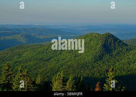 Dicht bewaldete Karpaten, wie von der Bucegi-Gegend im Frühsommer aus gesehen Stockfoto