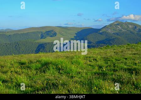 Reichtum an Viehweiden auf 2000 m Höhe im Bucegi-Gebiet im Frühsommer in den Karpaten Stockfoto