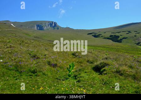 Blumige Hügel im Frühsommer im Bucegi-Gebiet der Karpaten mit dem Karaiman-Kreuz im Hintergrund Stockfoto