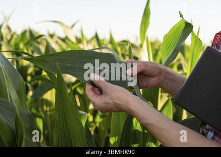 Kaukasische Farmarbeiterin mittleren Alters mit Tablette, die Maisstiele auf dem Feld inspiziert Stockfoto