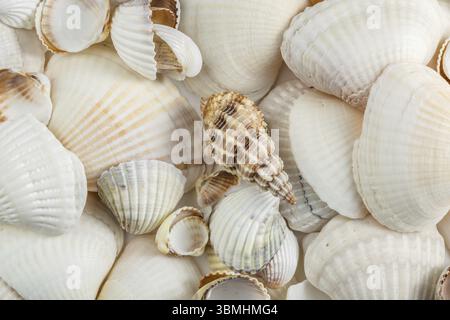 Hintergrund kleiner Muscheln beige Töne auf weißem Hintergrund Stockfoto