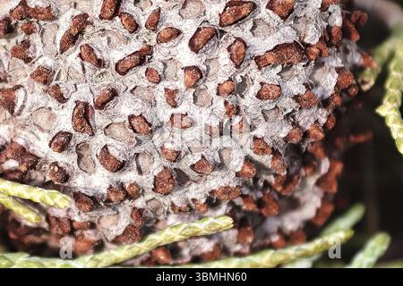 Eine Galle von Wacholder Hawthorn Rust auf einem Zweig von Wacholder Stockfoto
