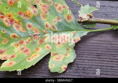 Die Vorderansicht eines Blattes mit Juniper hawthron Krankheit infiziert Stockfoto
