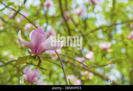 Rosa Magnolie Blume unter den Zweigen des Baumes eröffnet. Aus Close-up an einem sonnigen Frühlingstag. Frühling, Jahreszeiten, Jahreszeit Stockfoto