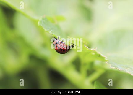 Makroansicht der kolorado-Käferlarve auf Kartoffelblättern Stockfoto