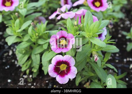 Leuchtend rosa und gelbe Petunien blühen im Garten Stockfoto