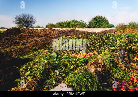 Ein Feld mit Gemüse und Früchten, einschließlich Äpfeln und Brokkoli. Die Äpfel sind auf dem ganzen Feld verstreut. Der Brokkoli wächst mitten in Stockfoto