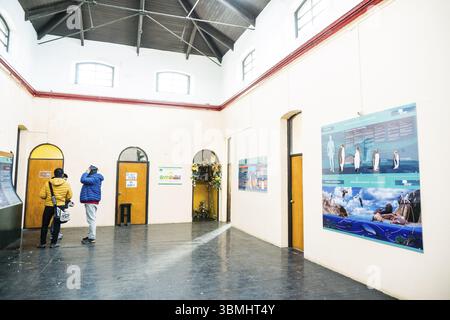 Leuchtturmmuseum, Touristenausflug zur Magellan-Pinguinkolonie, -Spheniscus magellanicus-, Magdalena-Insel, Magellan-Straße, Patagonien, Vertreter Stockfoto