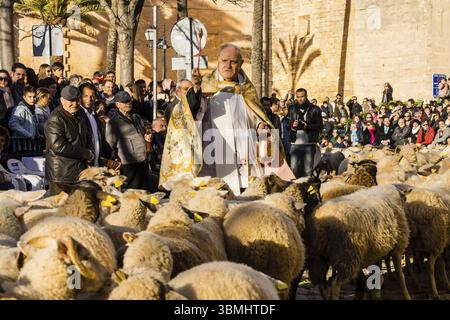 Segen der Tiere am Tag des Heiligen Antonius, Beneides de Sant Antoni, Muro, Mallorca, Balearen, Spanien, Europa Stockfoto