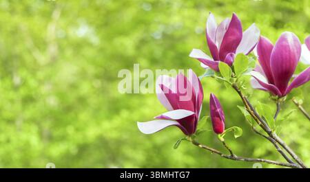 Geöffnete Blume lila Magnolie, die auf einem Baum zwischen Ästen wächst. Aus nächster Nähe auf verschwommenem Hintergrund am sonnigen Frühlingstag. Frühling, Jahreszeiten, Zeit von euch Stockfoto