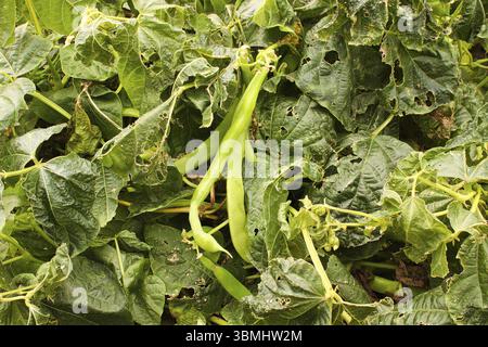 Nahaufnahme von Bohne Pflanzen nach einem Frost Stockfoto