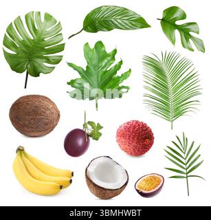 Tropische Blätter und Früchte isoliert auf weiß, Set Stockfoto