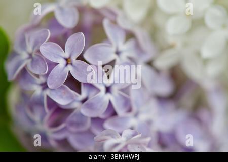 Nahaufnahme blühender Fliederblüten, mit weichem weißem Fliederbokeh im Hintergrund. Helle und traumhafte Frühlingsblumenszene, fotografiert in Schweden. Stockfoto
