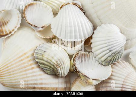 Hintergrund kleiner Muscheln beige Töne auf weißem Hintergrund Stockfoto