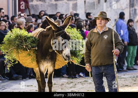 Segen der Tiere am Tag des Heiligen Antonius, Beneides de Sant Antoni, Muro, Mallorca, Balearen, Spanien, Europa Stockfoto