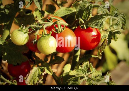 Seitenansicht des reifenden Tomaten auf der Rebe Stockfoto