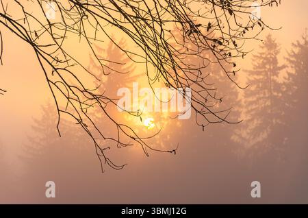 Ein Baumzweig mit einer Sonne, die durchscheint. Die Sonne ist in der Mitte des Zweiges und strahlt ein warmes Licht auf die Umgebung aus. Der Himmel ist trüb und Stockfoto