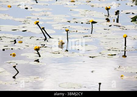 Dvärgnäckros Nuphar pumila DIE GERINGSTE WASSERLILIE Stockfoto