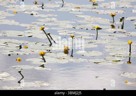 Dvärgnäckros Nuphar pumila DIE GERINGSTE WASSERLILIE Stockfoto