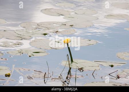 Dvärgnäckros Nuphar pumila DIE GERINGSTE WASSERLILIE Stockfoto