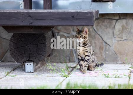 Nahporträt eines jungen bengalischen Kätzchens, das auf einer Terrasse sitzt. Ihr wunderschöner rosettierter Mantel und ihr wacher Blick spiegeln ihre wilde und doch elegante Natur wider Stockfoto