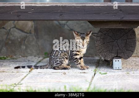 Nahporträt eines jungen bengalischen Kätzchens, das auf einer Terrasse sitzt. Ihr wunderschöner rosettierter Mantel und ihr wacher Blick spiegeln ihre wilde und doch elegante Natur wider Stockfoto